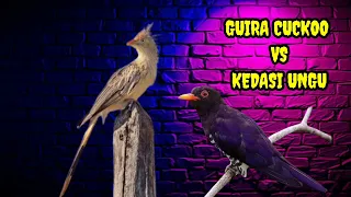 guira cuckoo vs kedasi ungu ada jeda cocok buat masteran suara jernih mp3