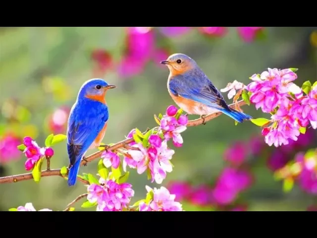 ლექსი გაზაფხულზე - ნოდარ დემეტრაშვილი