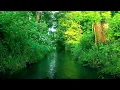 Download Lagu Zielona Rzeka w Słonecznym Lesie, śpiew ptaków i szum wody, spokojne dźwięki natury do snu i relaksu