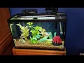 Top Fin Essential 29 Gallon Kit After 1 Month