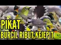 Download Lagu SUARA PIKAT BURCIL RIBUT MENJERIT MP3 (M\u0026R Kicau mania)