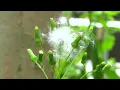 NYC s pollen monitoring station forecasts more allergies ahead REUTERS