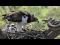 Snake in the Nest A Mother Eagle s Fight to Save Her Chicks