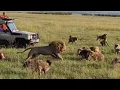 Download Lagu Lion King vs 30 Hyenas! Rare KILL!