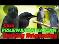Lagu CARA PERAWATAN HARIAN BURUNG SRIGUNTING || PERAWATAN BURUNG SRIGUNTING