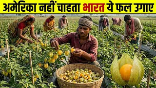भारत में बेकार समझा जाने वाला फल… अमेरिका में बना करोड़ों का बिज़नेस! 😲 Golden berry Farming
