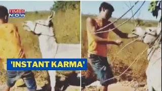 Man Gets Instant Karma For Ruthlessly Beating Donkey Shorts Viralvideo 