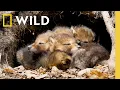Download Lagu 8 Minutes of Baby Animals: Pure Joy and Cuteness | Nat Geo Animals