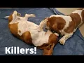 Basset Hound Attacks his sister