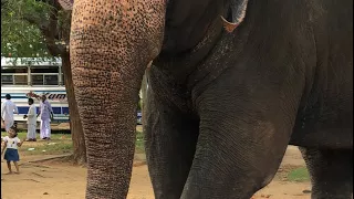 අයිස්ක්රිම් කන අලියා