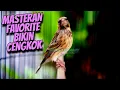 Download Lagu ANDALAN BIKIN CENGKOK WENAK - MASTERAN BLACKTHROAT GACOR DURASI PANJANG