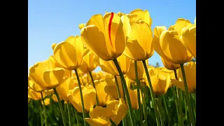 حسن الاسمر الصلاة ع الزين حصريا دندنها