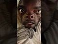 Download Lagu QUE TIPO DE CACHORRO É ESSE?