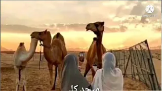 طالت ياخلان الليالي ميحد حمد مقاطع الاستقرام 