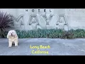 Dog Friendly Hotel Review for the Dogs Hilton Hotel Maya Long Beach California