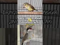 Lagu Brinji rambut tunggir VS Jingjing petulak ‼️ #kicaumania #burung #birds #birdsounds #canada