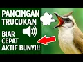 Download Lagu Masteran trucukan gacor ngalas tarung ropel paling bagus untuk pancingan trucukan agar bunyi nyaut