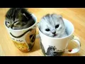 Kucing super imut lucu dan gemesh