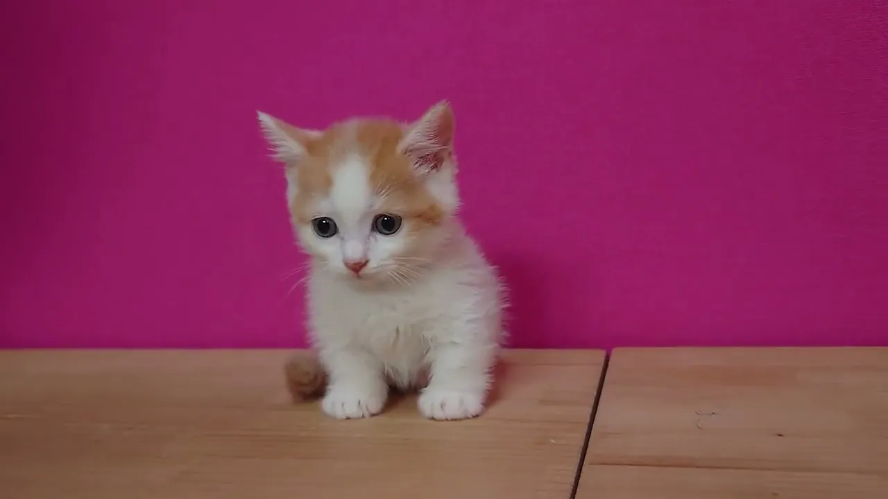 動画