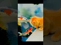 Download Lagu Kitten Meets a Koi .
