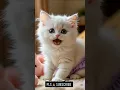 Download Lagu APT APT #shortvideo #kitten #catvideos #cat #shorts #apt