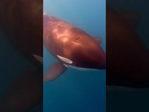 Orcas on the hunt in San Diego! Full video out now!