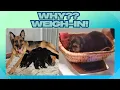 Week 2 Weigh-In Is the German Shepherd Runt going to make it