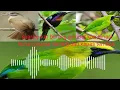 Download Lagu Suara pikat burung ijo liar kombinasi burung kapas tembak MP3