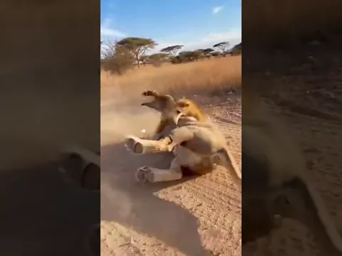 라쿤을 노리던 사자.. 그런데 반전?! #animals
