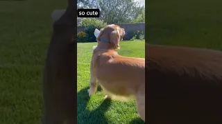 Baby And Dog Playing Fetch Together CuteMoment ViralShorts 