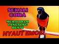Pancingan PAGI-PAGI AGAR MURAI GACOR❗sekali coba murai DIAM langsung bunyi