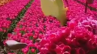 نغمه رنين شرين زمن الكدبين 