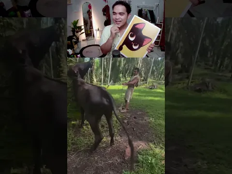 HATI HATI OBATI SAPI