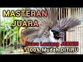 Lagu MASTERAN JUARA Kutilang Gacor Full Isian MEWAH dengan irama lagu suara lantang Kutilang Ribut nyaut