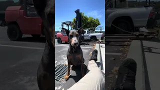 .. #fyp #dream #vlog #doberman #pets