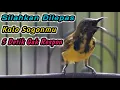 Download Lagu PANCINGAN SOGON NGRIWIK NEMBAK JITU BIKIN SOGON TROTOLAN NDASI DISITU AUTO GACOR‼️LANGSUNG RESPON
