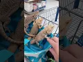 Must watch Ever seen a bearded dragon go shopping Don t miss this adorable