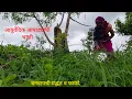 Download Lagu रानभाजी, आघाडा भाजी व त्यांच्ये आयुर्वेदिक उपयोग,