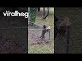 Download Lagu Dog Keeps Cat Contained In Yard || ViralHog