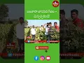 Download Lagu Banjara Song Thayyum Thathayyum | Powerful Tribal Folk Beats from Telangana | hmtv music #singer
