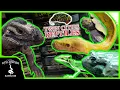 TOURING THE OLDEST REPTILE SHOP IN THE UNITED STATES Twin Cities Reptiles