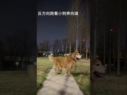 الاختيار الأصعب للكلب الأليف 🐶🤔