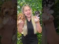 Adopt A Puppy Today