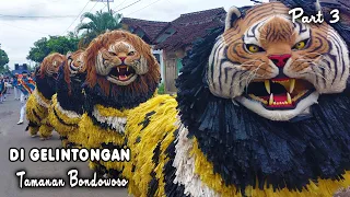 kirab can macanan dan drumband singo manggala di glintongan tamanan bondowoso part3 mp4