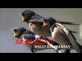 SUARA BURUNG WALET KALIMANTAN MP3 | SP KUDA PUTIH | INFO WALET OFFICIAL