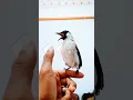 Download Lagu BURUNG KUTILAN JINAK DAN GACOR