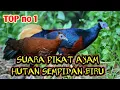 Download Lagu suara asli ayam hutan sempidan biru