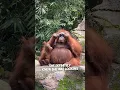 Download Lagu Deze orang-oetan heeft de zonnebril van een meisje gestolen 😂