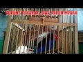 Download Lagu Suara burung CEKAKAK JAWA Paruh Merah