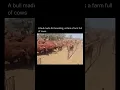 Download Lagu A bull made for breeding enters a farm full of cows